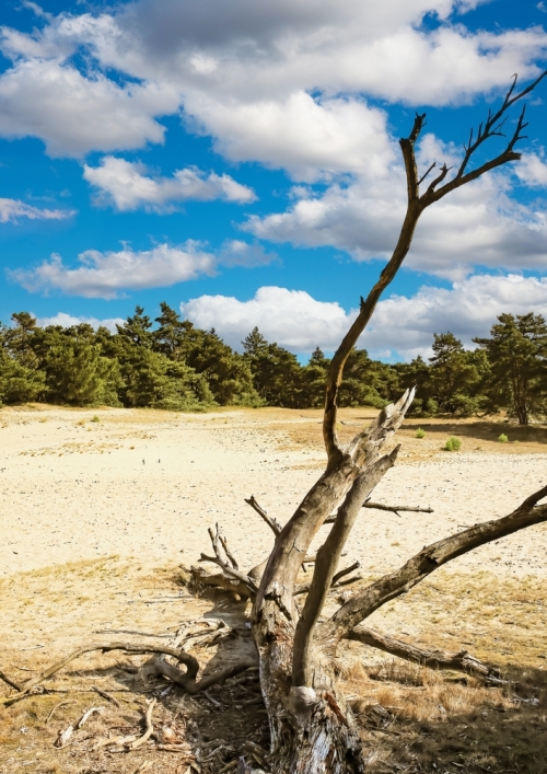 Dwalen door de Loonse en Drunense Duinen