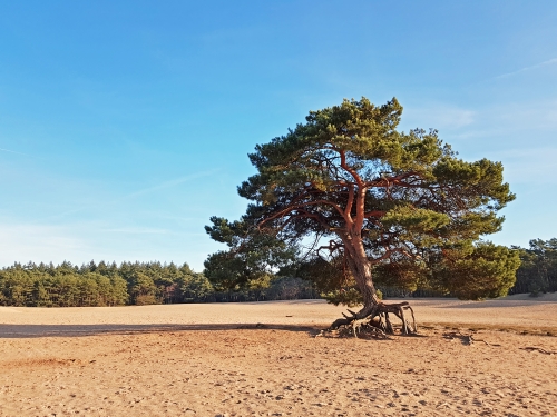 Stappen door de Sahara van Soest