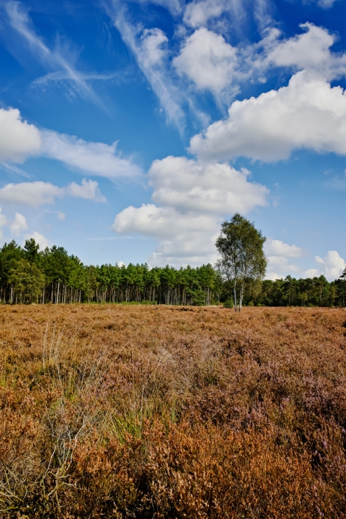 Stapvoets door de Belgische Kempen 