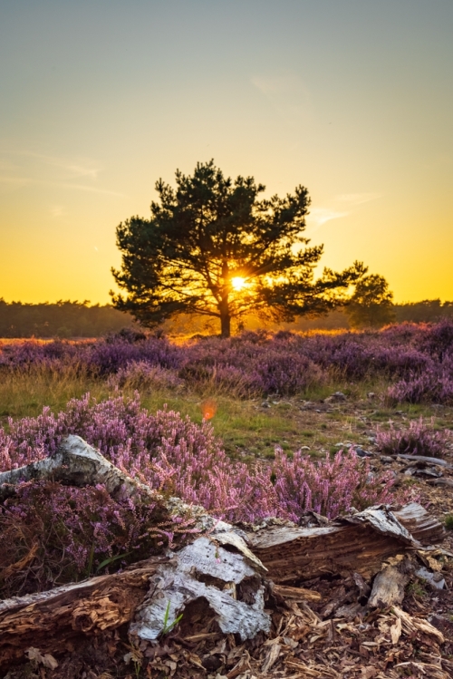 Het Otterlose bos op de Veluwe